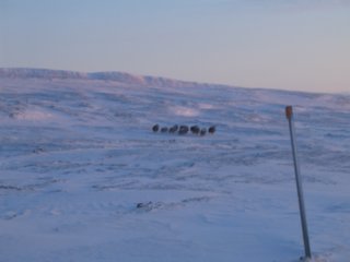 lookslikemuskox.jpg