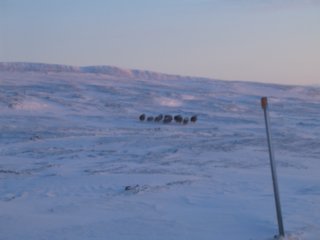 lookslikemuskox.jpg