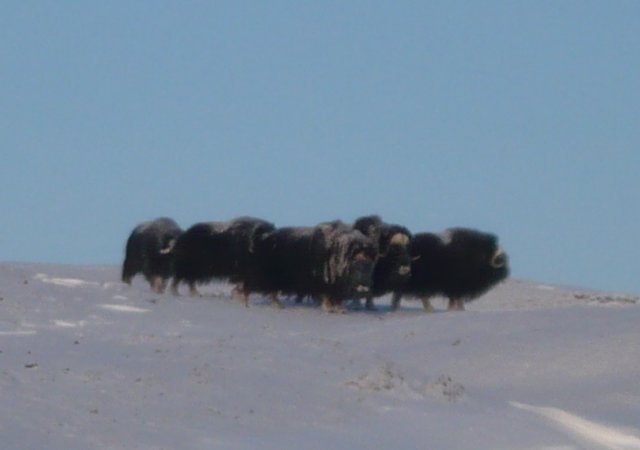 huddledmuskox.jpg