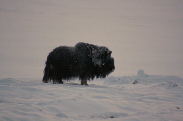 onemuskox.jpg