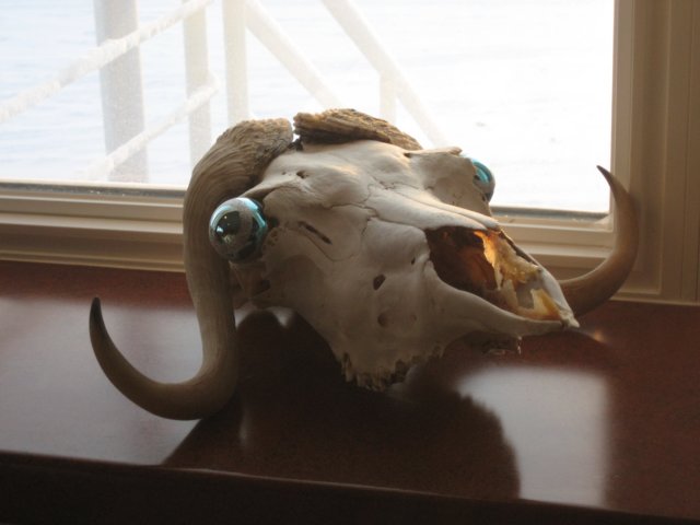 muskoxskull.jpg