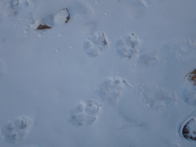 wolfprints.jpg