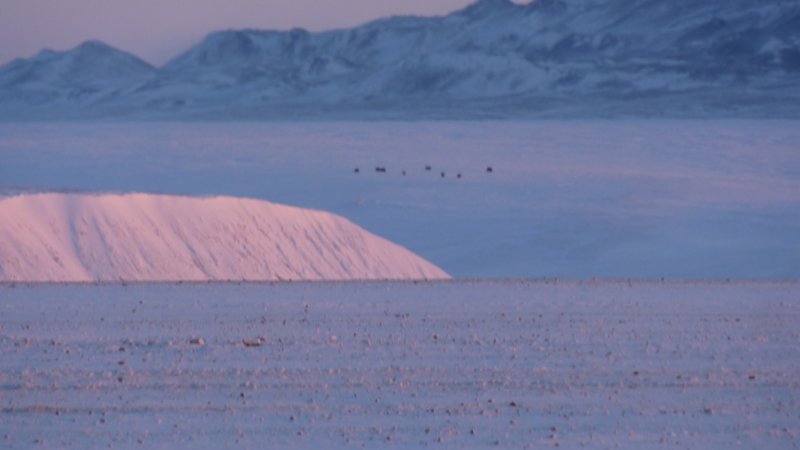 muskoxeninthedistance.jpg