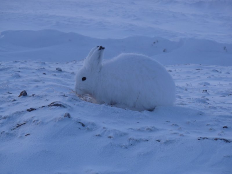 arcticbunny.jpg