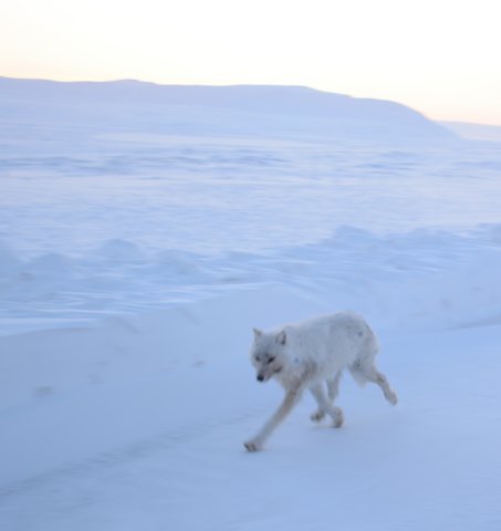 wolfontheroad.jpg