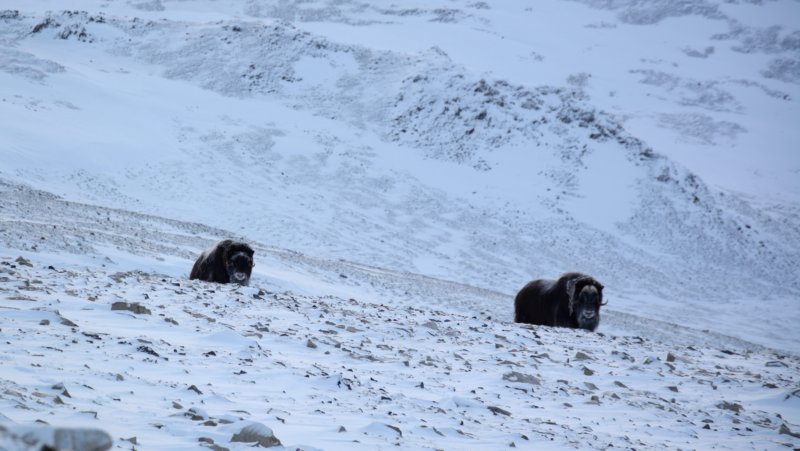 muskox.jpg