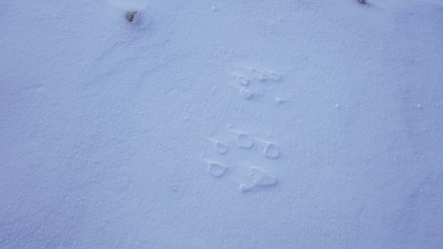 wolftracks.jpg