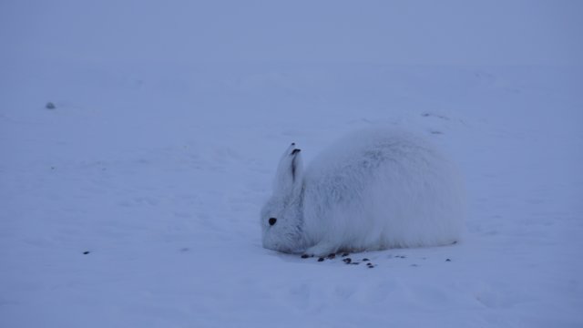 arcticharegrazing.jpg