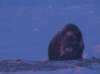 anotherviewofthemuskox_small.jpg