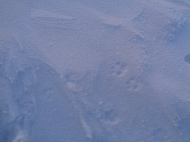 polarfoxfootprintsinthesnow.jpg