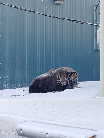 closeupmuskox.jpg