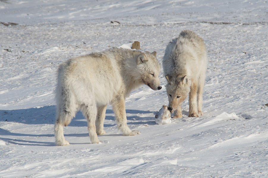 A curious pair