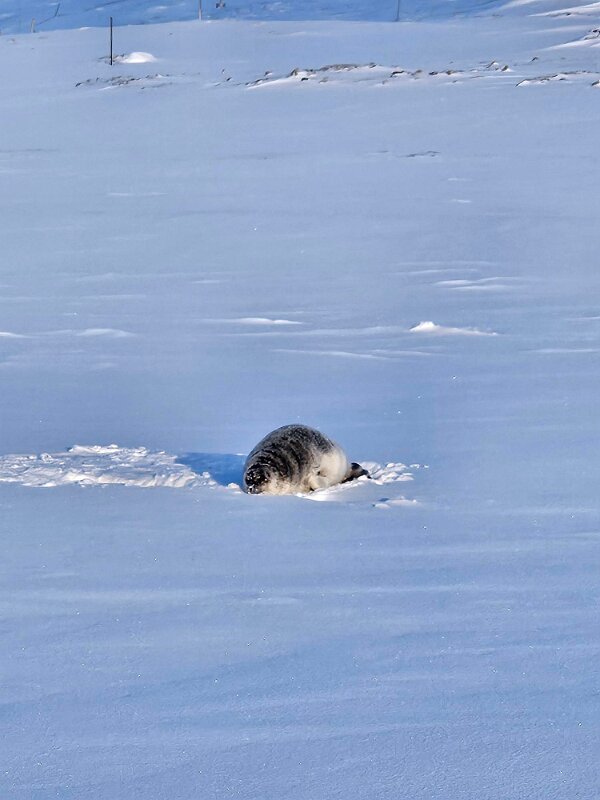 A seal on the fjord
