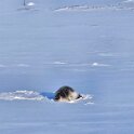 A seal on the fjord